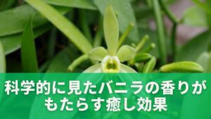 科学的に見たバニラの香りがもたらす癒し効果