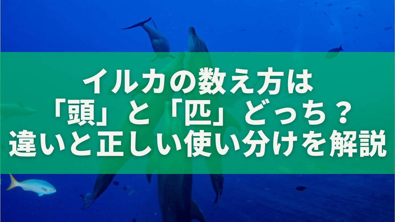 イルカの数え方は「頭」と「匹」どっち？違いと正しい使い分けを完全解説