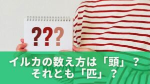 イルカの数え方は「頭」?それとも「匹」?まず結論から解説
